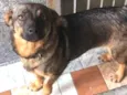 Cachorro raça Srd idade 1 ano nome Sky