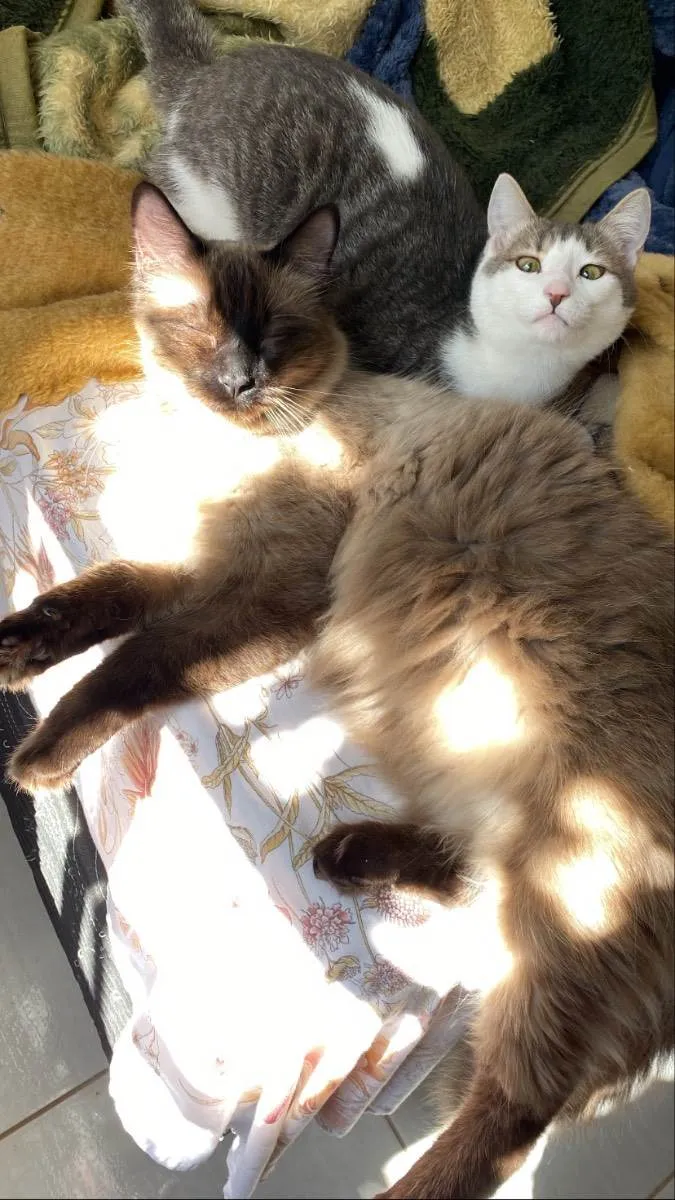 Gato ra a Sem raça idade 1 ano nome Frodo
