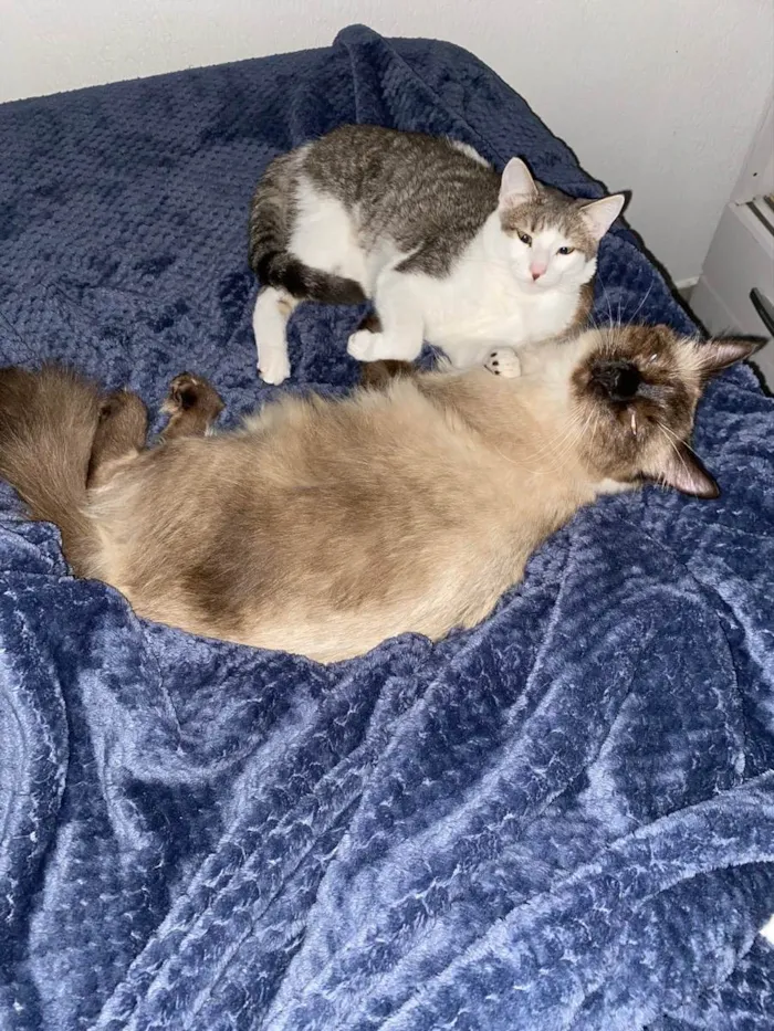 Gato ra a Sem raça idade 1 ano nome Frodo