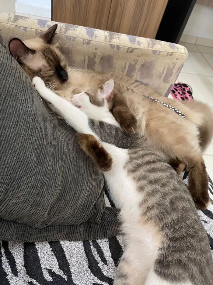 Gato ra a Sem raça idade 1 ano nome Frodo
