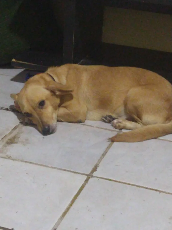 Cachorro ra a Vira lara idade 6 ou mais anos nome Mel