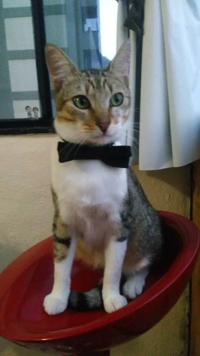 Gato ra a Srd idade 1 ano nome Pedrinho