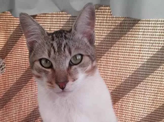 Gato ra a Srd idade 1 ano nome Pedrinho