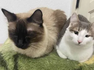 Gato raça Sem raça idade 1 ano nome Frodo