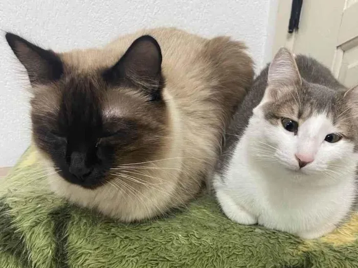 Gato ra a Sem raça idade 1 ano nome Frodo