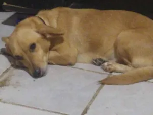 Cachorro raça Vira lara idade 6 ou mais anos nome Mel