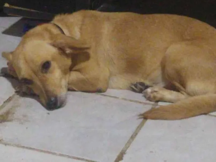 Cachorro ra a Vira lara idade 6 ou mais anos nome Mel