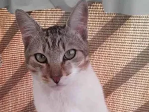 Gato raça Srd idade 1 ano nome Pedrinho