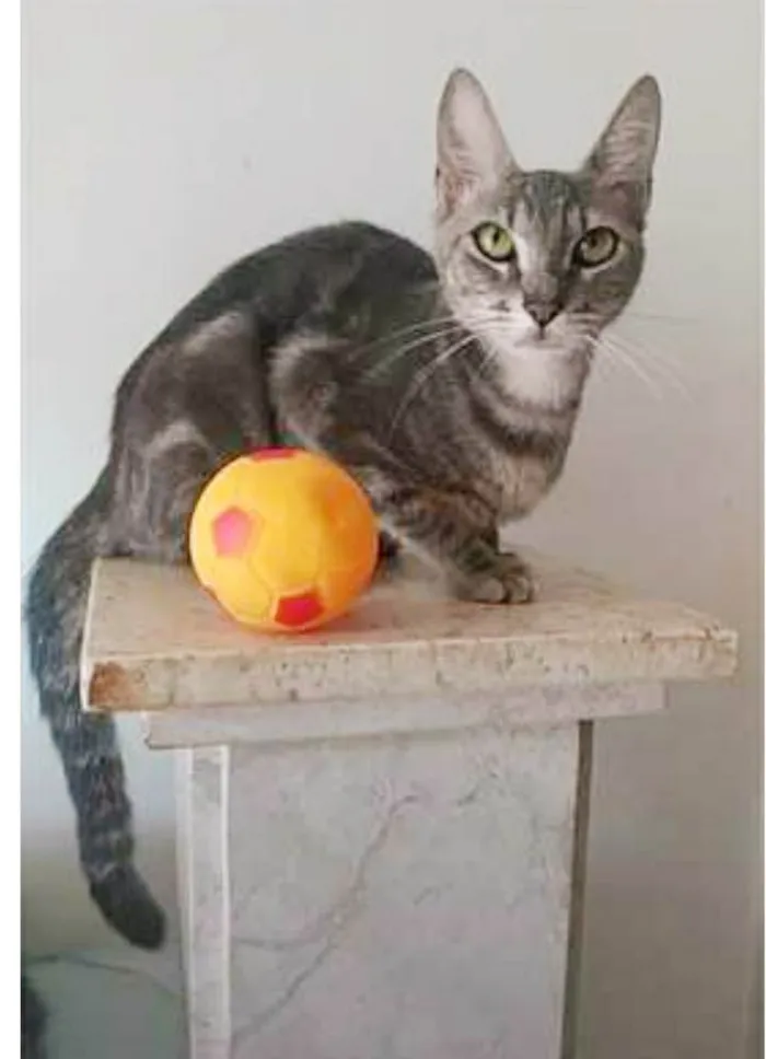 Gato ra a srd tigradinha idade 1 ano nome ADELLY
