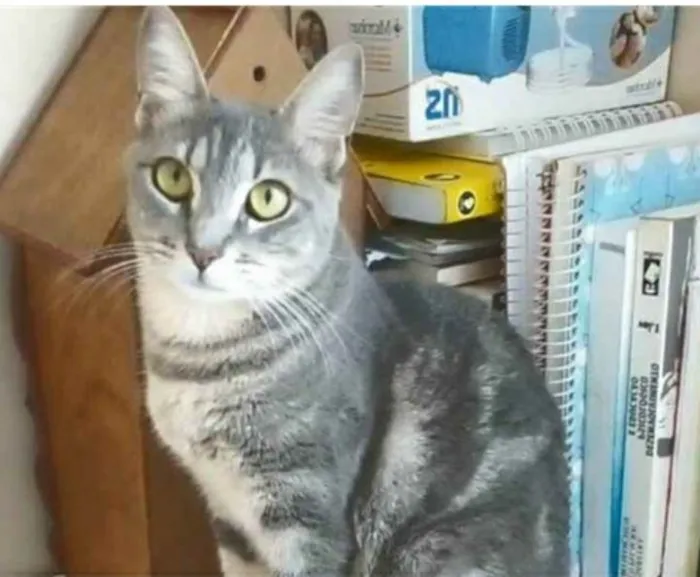 Gato ra a srd tigradinha idade 1 ano nome ADELLY