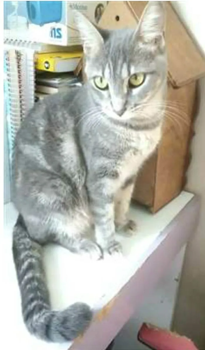 Gato ra a srd tigradinha idade 1 ano nome ADELLY