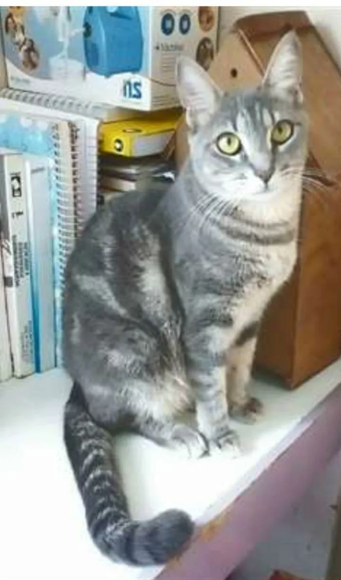 Gato ra a srd tigradinha idade 1 ano nome ADELLY