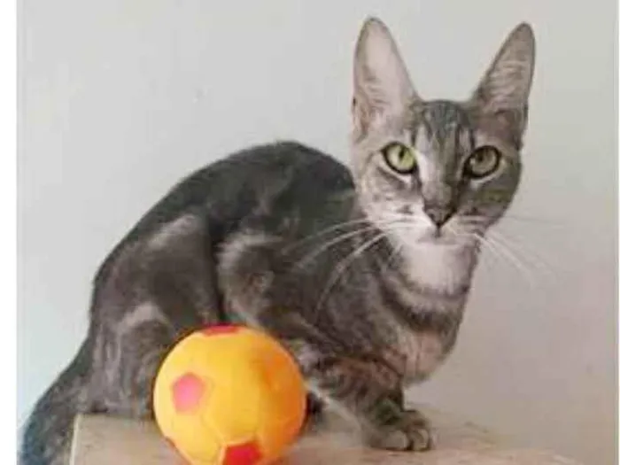 Gato ra a srd tigradinha idade 1 ano nome ADELLY