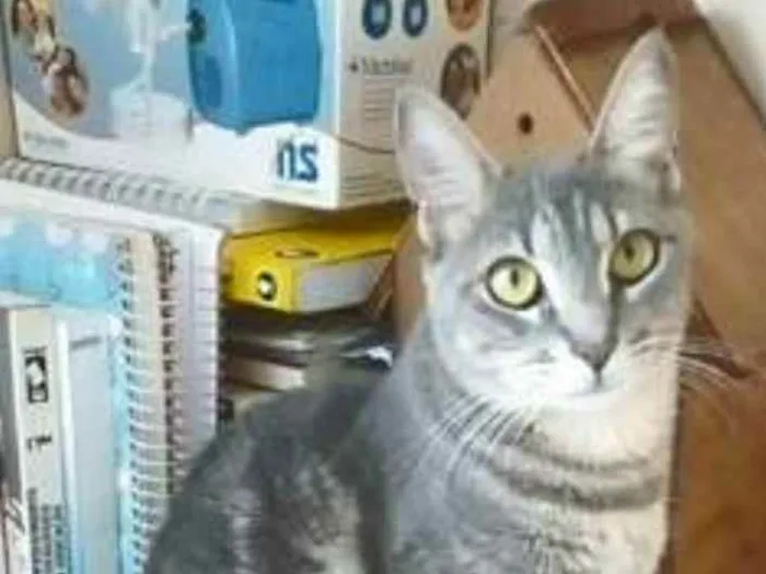Gato ra a srd tigradinha idade 1 ano nome ADELLY