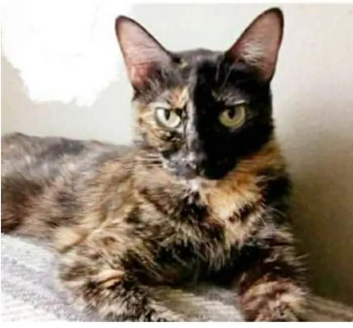 Gato ra a srd escaminha  idade 3 anos nome MAG