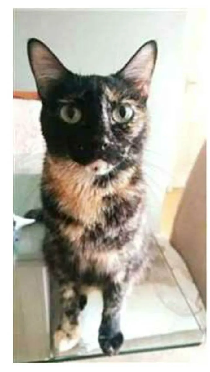 Gato ra a srd escaminha  idade 3 anos nome MAG