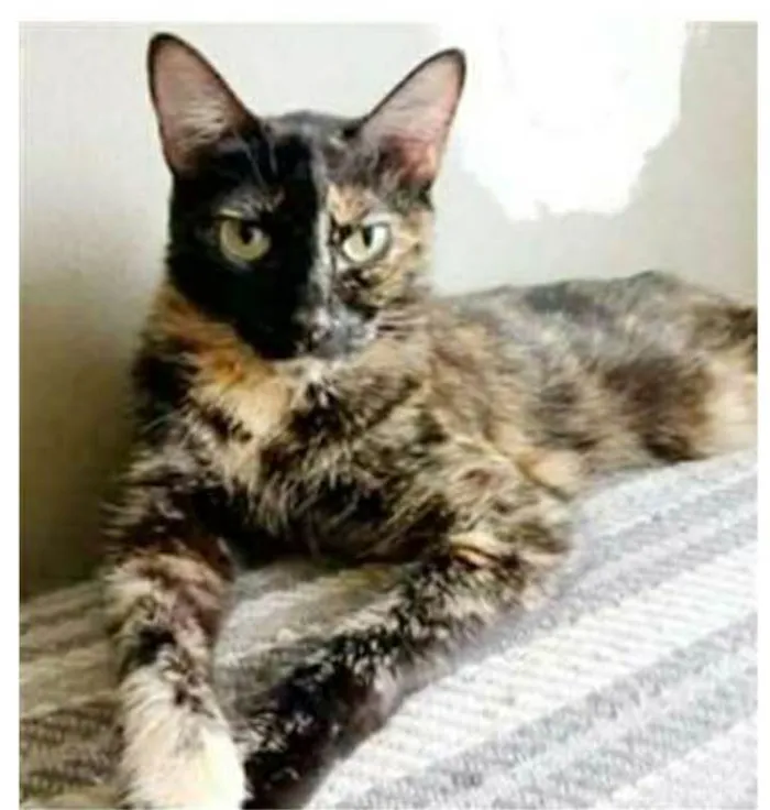 Gato ra a srd escaminha  idade 3 anos nome MAG
