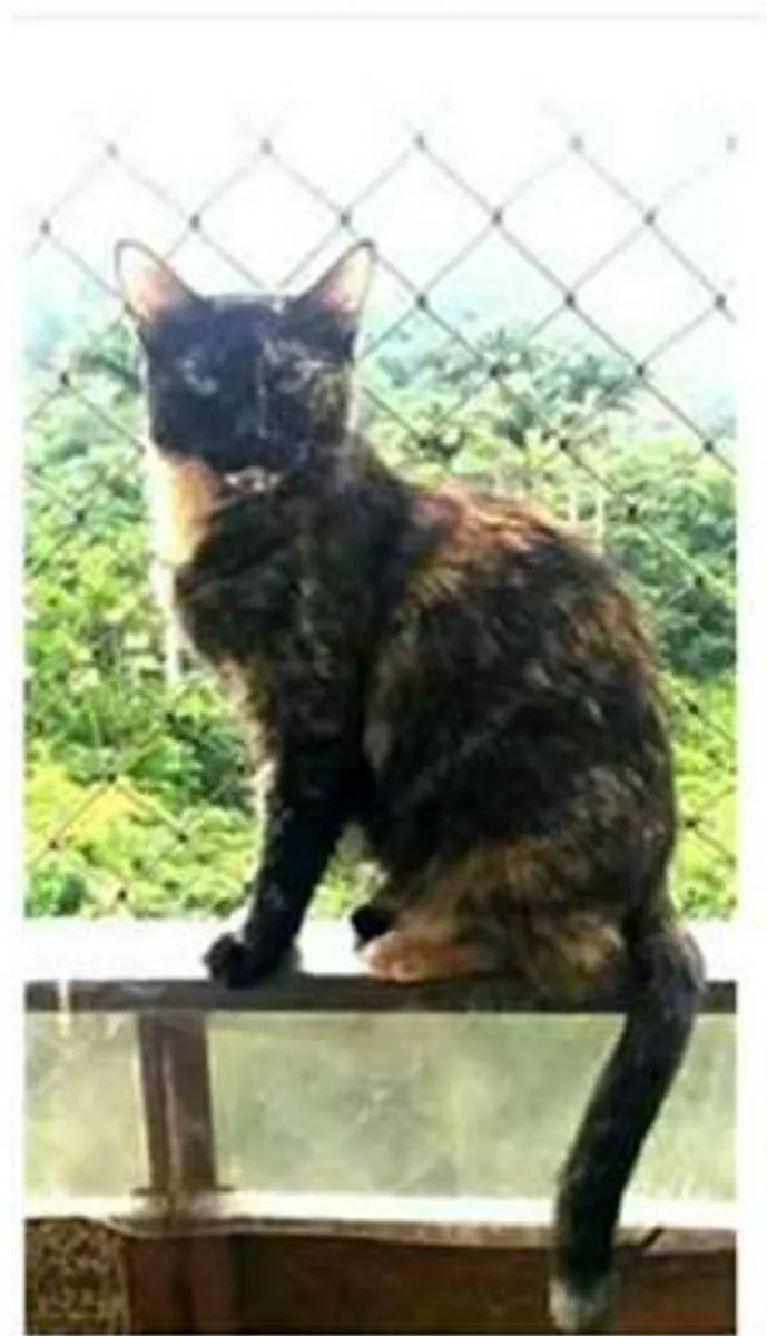 Gato ra a srd escaminha  idade 3 anos nome MAG