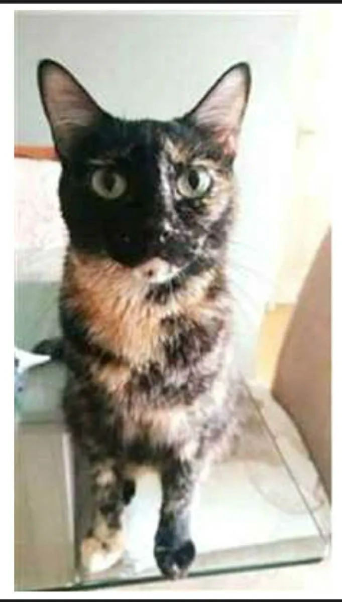 Gato ra a srd escaminha  idade 3 anos nome MAG