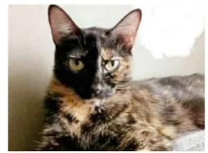Gato raça srd escaminha  idade 3 anos nome MAG