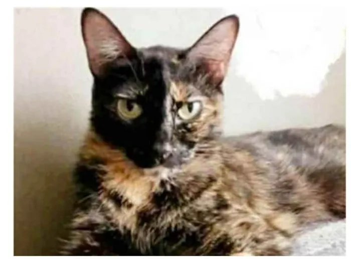 Gato ra a srd escaminha  idade 3 anos nome MAG
