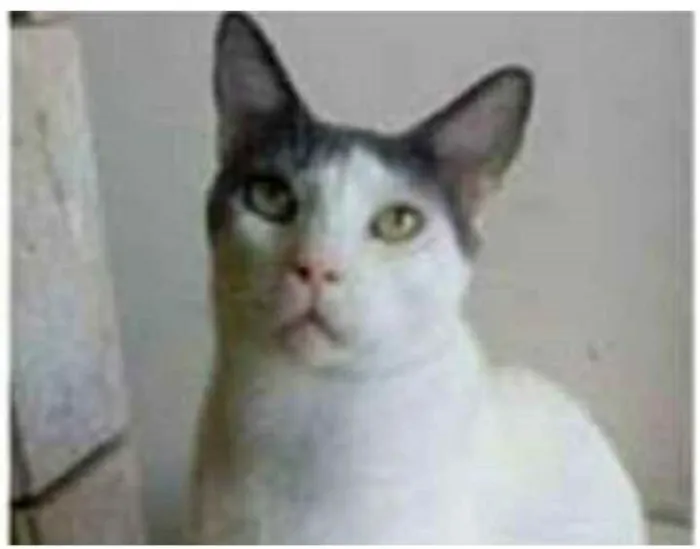Gato ra a srd bicolor idade 1 ano nome JOHN