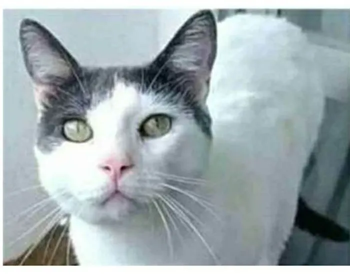 Gato ra a srd bicolor idade 1 ano nome JOHN