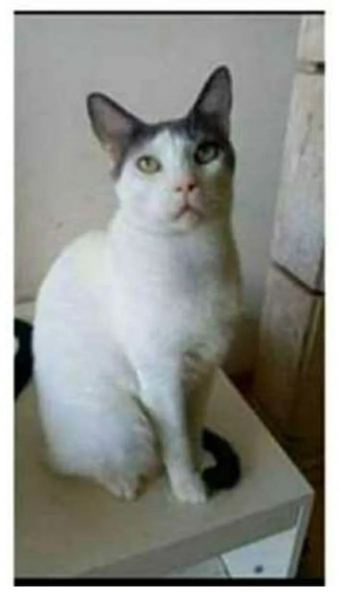 Gato ra a srd bicolor idade 1 ano nome JOHN