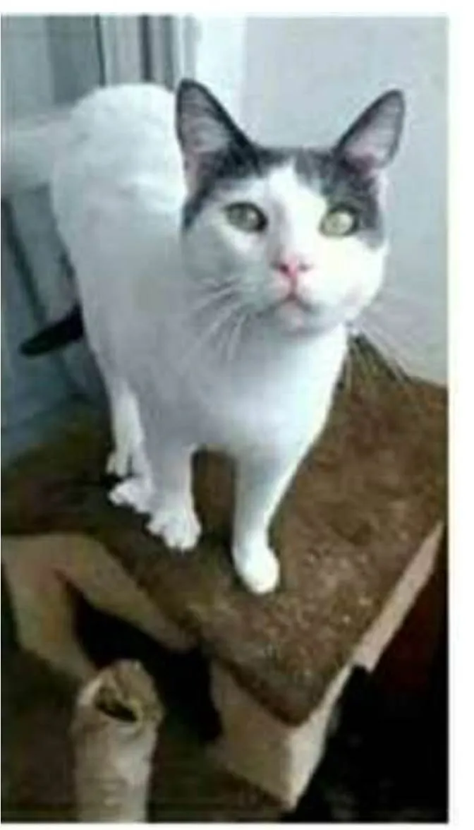 Gato ra a srd bicolor idade 1 ano nome JOHN