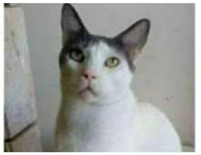 Gato ra a srd bicolor idade 1 ano nome JOHN