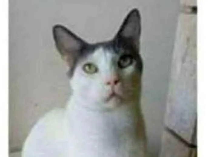 Gato ra a srd bicolor idade 1 ano nome JOHN