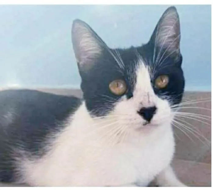 Gato ra a srd frajolinha  idade 1 ano nome MAGGIE
