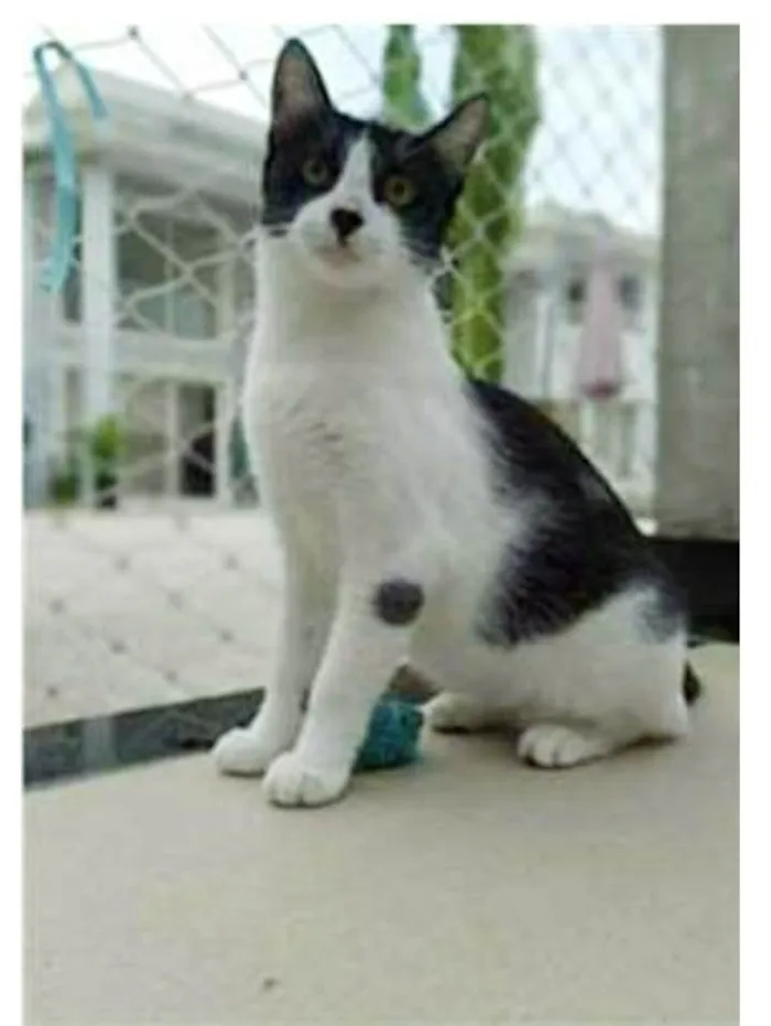 Gato ra a srd frajolinha  idade 1 ano nome MAGGIE