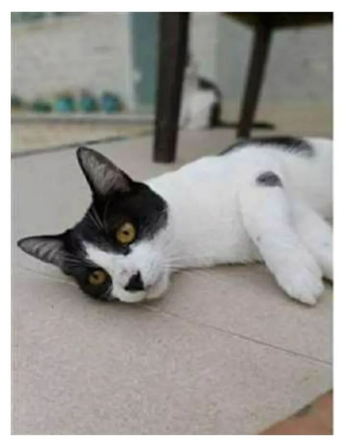Gato ra a srd frajolinha  idade 1 ano nome MAGGIE