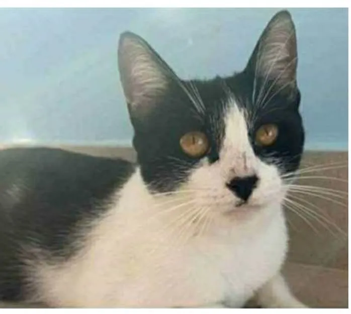 Gato ra a srd frajolinha  idade 1 ano nome MAGGIE
