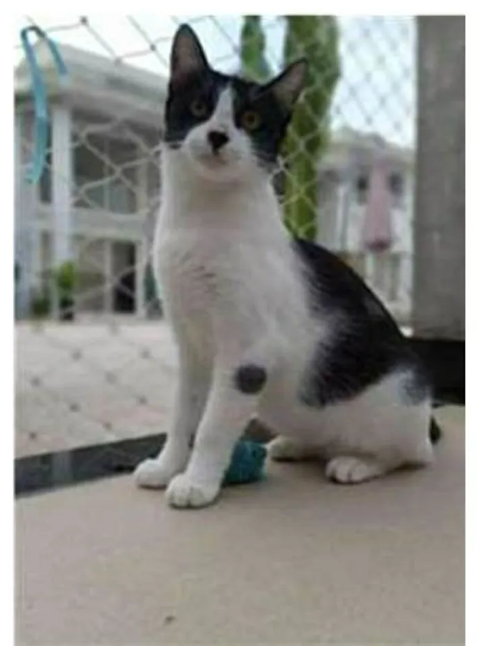 Gato ra a srd frajolinha  idade 1 ano nome MAGGIE