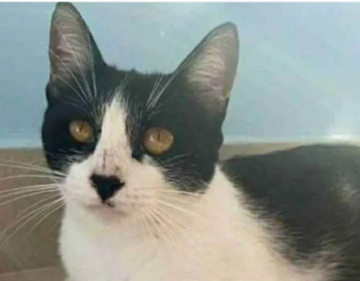 Gato ra a srd frajolinha  idade 1 ano nome MAGGIE