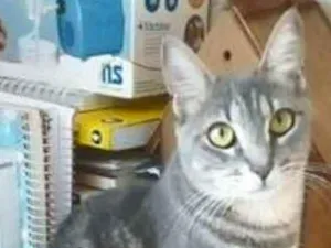 Gato raça srd tigradinha idade 1 ano nome ADELLY