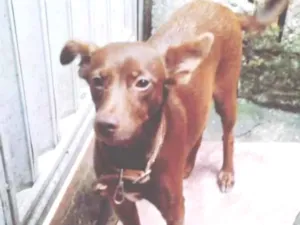 Cachorro raça Srd idade 2 anos nome Safira