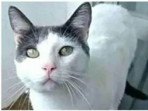 Gato raça srd bicolor idade 1 ano nome JOHN