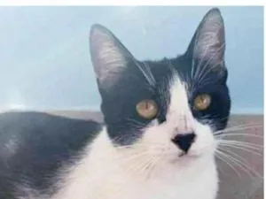 Gato raça srd frajolinha  idade 1 ano nome MAGGIE