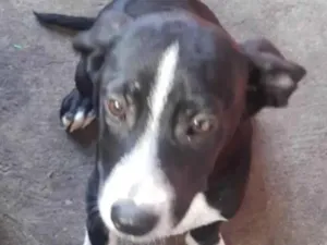 Cachorro raça Srd idade 2 a 6 meses nome Apolo