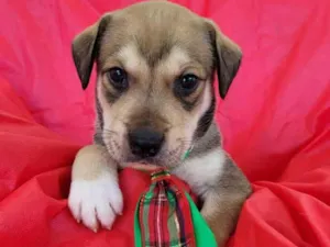 Cachorro raça Srd idade Abaixo de 2 meses nome Filhotes 30 dias