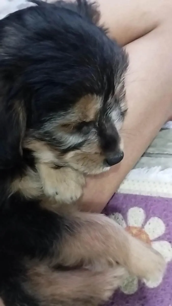 Cachorro raça Indefinida idade 2 a 6 meses nome Bidu