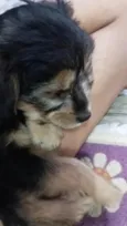 Bidu