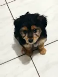 Bidu
