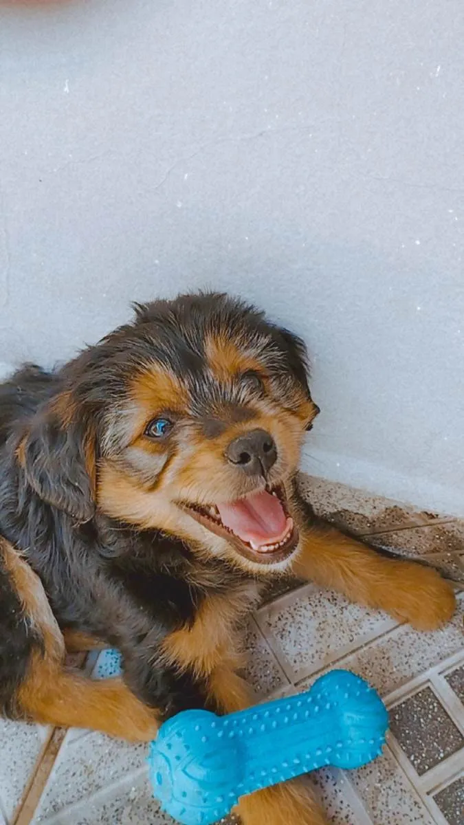 Cachorro raça Indefinida idade 2 a 6 meses nome Bidu
