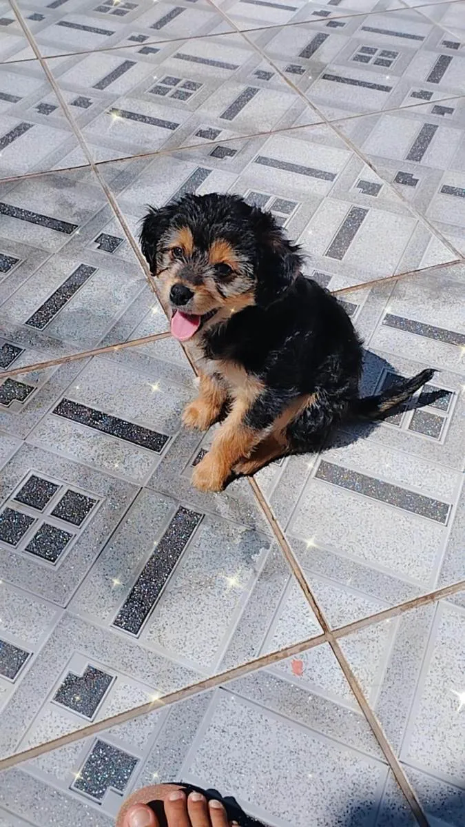 Cachorro raça Indefinida idade 2 a 6 meses nome Bidu
