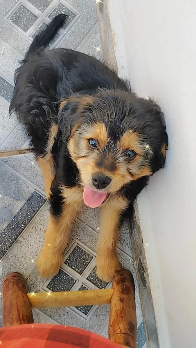 Cachorro raça Indefinida idade 2 a 6 meses nome Bidu