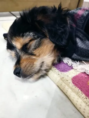 Cachorro raça Indefinida idade 2 a 6 meses nome Bidu